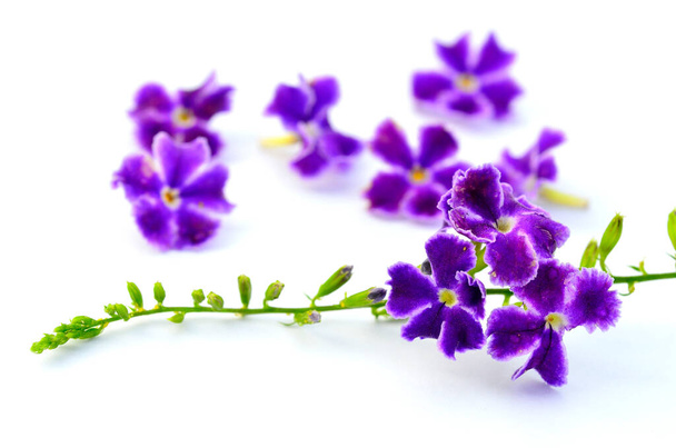 Joukko violetti kukka valkoisella taustalla koristeluun, violetti kukka, taivas kukka, aasialainen kaste pisara, kyyhkynen marja, duranta kukka, - Valokuva, kuva