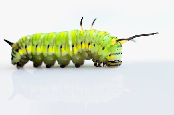 A lovely green worm, butterfly worm, on white background - Photo, Image