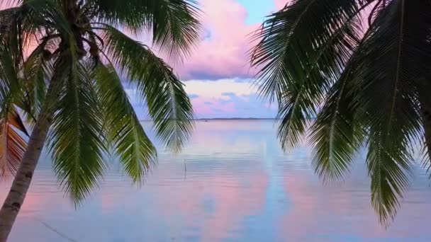 無人の熱帯雨林Ohoiderawunビーチの夕暮れ時に2ココナッツの木の間のドローン飛行白い砂の広大な面積、ケイKecil島、マルーク、インドネシア - 映像、動画