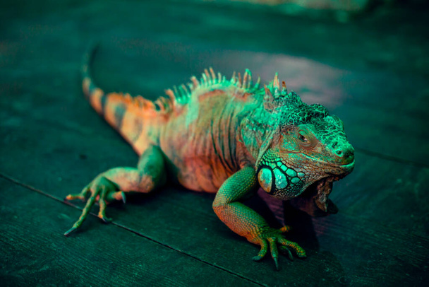 Closeup shot  of iguana in the zoo - Photo, Image
