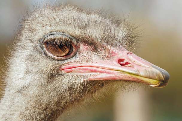 Ostrich Close up portrait, Close up ostrich head (Struthio camelus) - 写真・画像