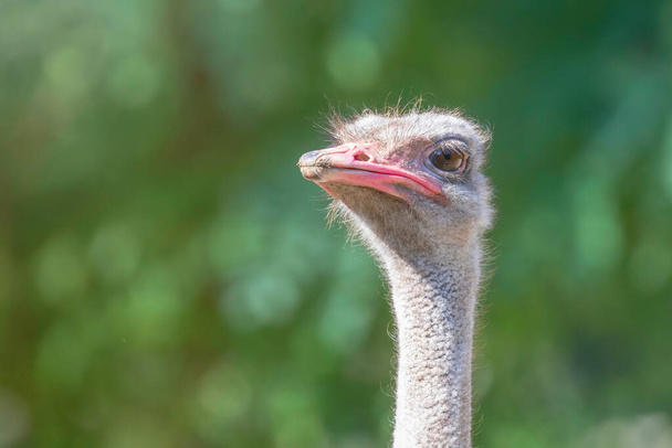Ostrich Close up portrait, (Struthio camelus) Close up Ostrich Head  - Fotoğraf, Görsel