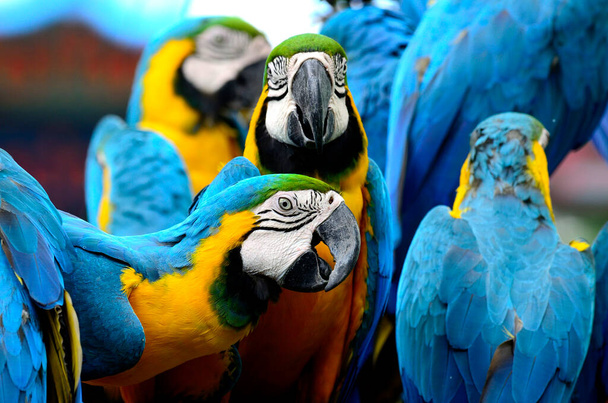 Ένα μπλε και κίτρινο Macaw δείχνει το όμορφο πρόσωπό του στην οικογένειά του - Φωτογραφία, εικόνα
