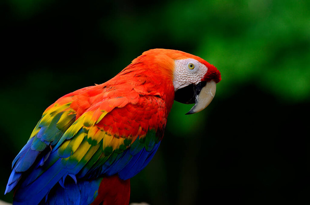 Šarlatové Macaw, červené macaw, ukazující své peří s tmavým pozadím - Fotografie, Obrázek