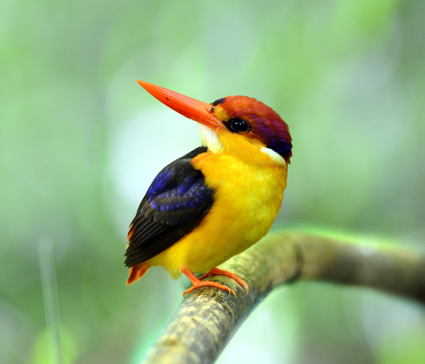 Black-backed Kingfisher (Ceyx erithacus) a very beautiful and muticolor bird - Photo, Image