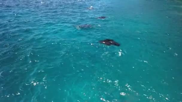 バリ島の近くのヌサペニダ島で泳ぐマンタ群の空中写真 . - 映像、動画