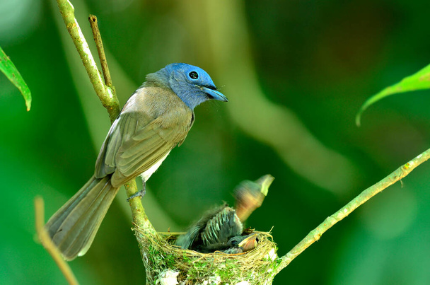 Black-naped Monarch ou preto-naped azul flycatcher, hypothymis azurea, asiático paraíso flycatcher, alimentando seus filhotes no ninho
. - Foto, Imagem