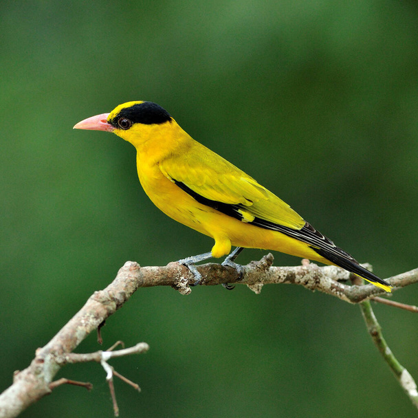 Oriole preto-naped, pássaro amarelo brilhante bonito (Oriolus chinensis) no ramo agradável
 - Foto, Imagem