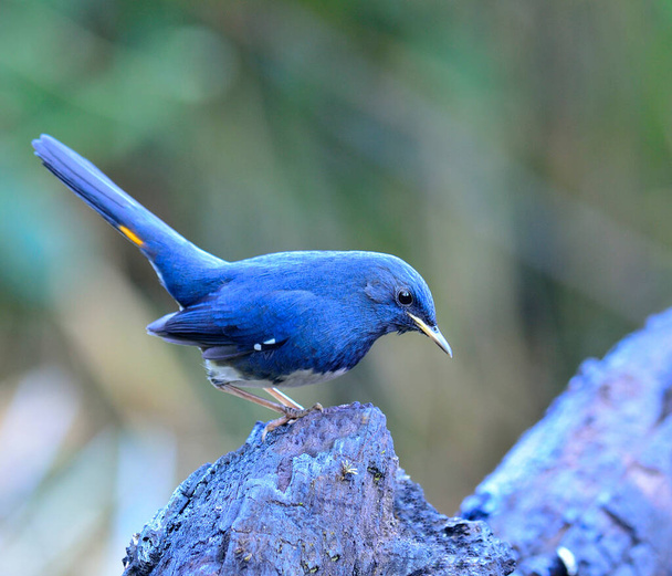Синяя птица, Белобрюхий Редстарт (Hodgsonius phoenicuroides) ищет пищу, пока хвост поднимается
 - Фото, изображение