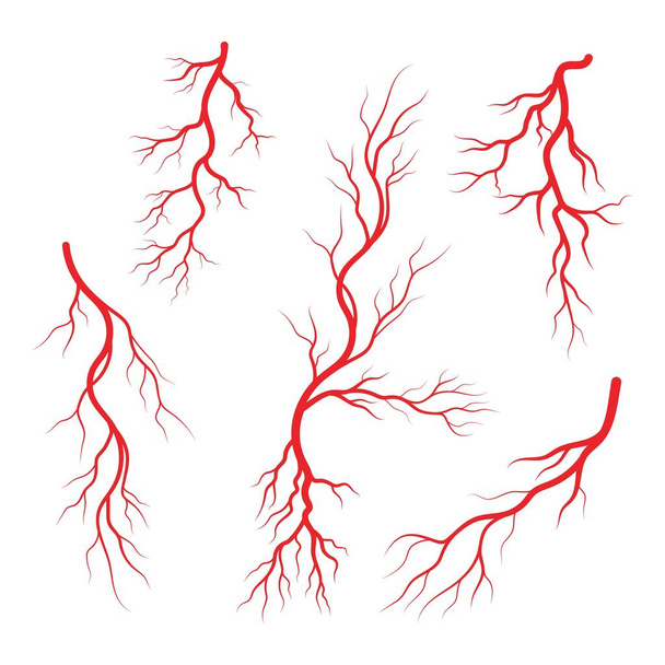 人間の静脈や動脈のイラストデザインテンプレート - ベクター画像