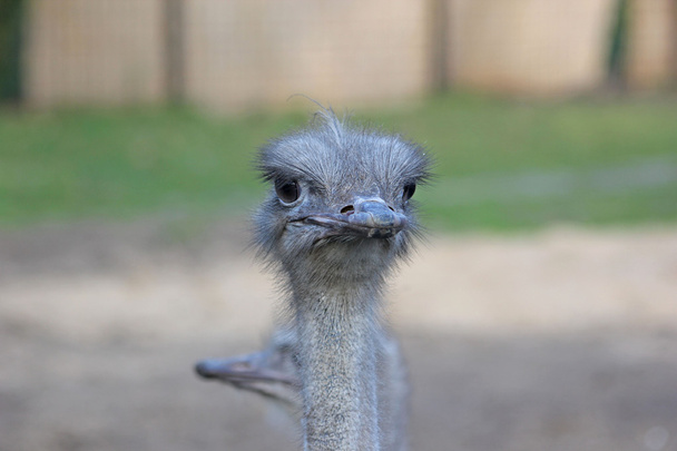 Cabeça de avestruz
 - Foto, Imagem