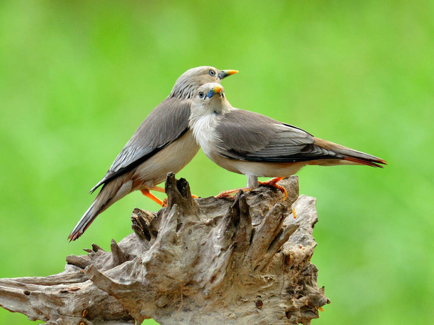 Oiseaux étourneaux à queue châtaignière sur le même tronc en mouvements doux (Sturnus malabaricus) - Photo, image
