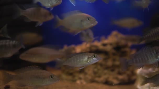 Colorful of ornamental fish, African cichlids. it is an African cichlids in Cichlidae family. selective focus in the aquarium - Footage, Video