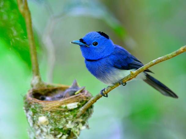 Padre di Blue Flycatcher dalla nuca nera che custodisce i suoi pulcini nel nido - Foto, immagini