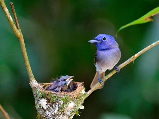 Hembra de Black-naped Blue Flycatcher custodiando a sus polluelos en el nido con amor, gran familia de aves azules
 - Foto, imagen