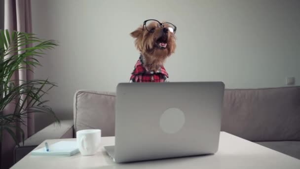 Dog working on a laptop. On the table is a cup with coffee, notebook for writing - Imágenes, Vídeo