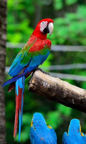 Zelená křídla Macaw sedí na větvi s velmi pěkné detaily a pozadí, barevné macaw, s modrým a zlatým macaw sedí dole - Fotografie, Obrázek
