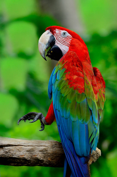 Zelenokřídlený macaw se zelenými křídly zvedá nohu v akci - Fotografie, Obrázek