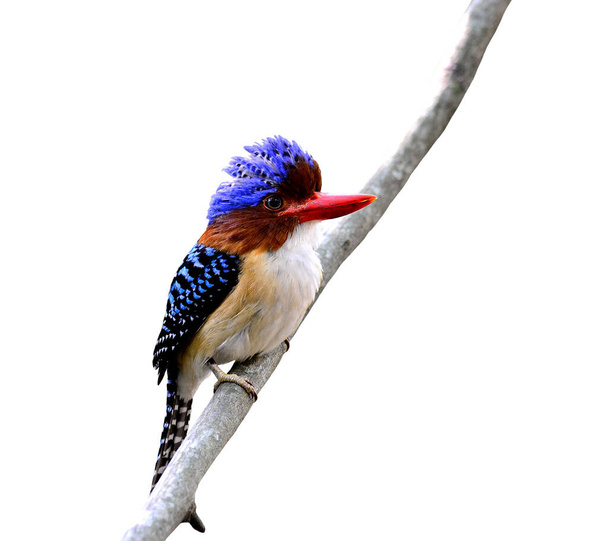 macho de listrado Kingfisher pássaro isolado no fundo branco
 - Foto, Imagem