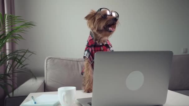 Dog terrier working with laptop in glasses. The camera moves from left to right. - Imágenes, Vídeo
