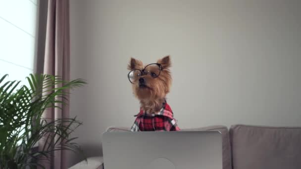 Cute dog terrier in big glasses. The camera moves closer to the dog, closer. - Felvétel, videó