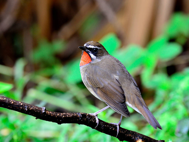 Rubythroat siberiano (Luscinia Sibilans) sentado en la rama con perfil de plumas en la espalda
 - Foto, Imagen
