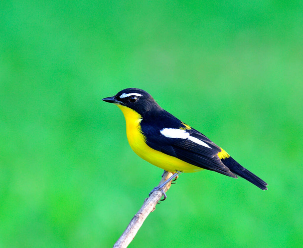 Жовтого кольору мухоловка птах (фетула Zathopygia) приємно вдихається на гілку з гострими очима
 - Фото, зображення