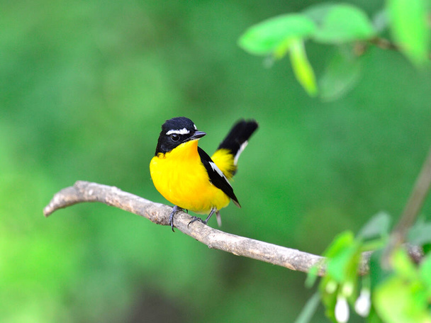 Yellow-rumped flycatcher bird (ficedula zathopygia) with yellow feathers on chest and nice tail up - Photo, Image