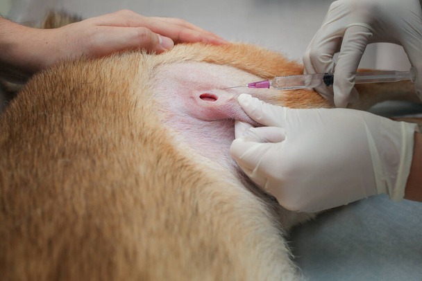 Los veterinarios están inyectando té alrededor de la herida. Medicamento de alimentación veterinaria con una jeringa para perro Shiba inu. Veterinarios que administran inyección con jeringa en perro
. - Foto, imagen