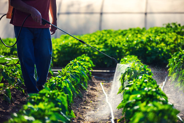Farmer sprejování zeleniny zelené rostliny v zahradě s herbicidy, pesticidy nebo insekticidy. - Fotografie, Obrázek