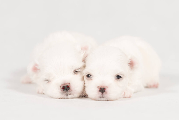 Nahaufnahme eines neugeborenen maltesischen Hundes. Schöne Hundefarbe weiß. Hundebaby auf pelzigem Teppich. Malteser Welpe schläft auf einem Teppich. Selektiver Fokus. - Foto, Bild