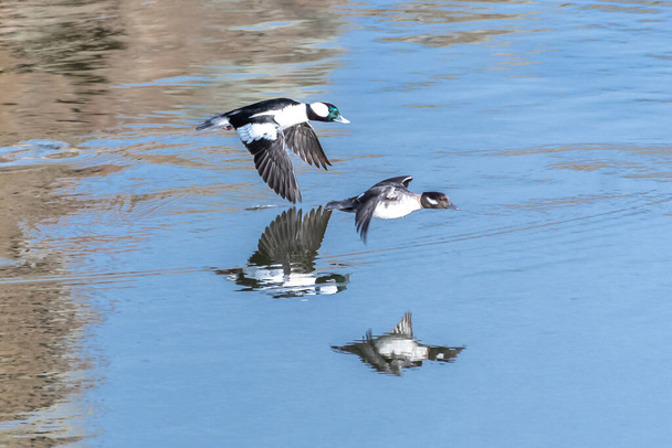 Férfi és női Bufflehead Ducks (Bucephala albeola) repülés közben. - Fotó, kép