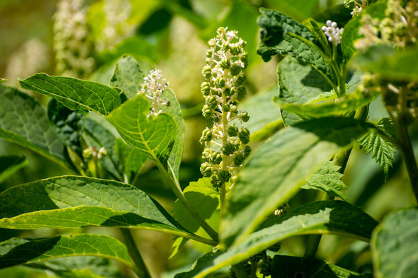 Botanical collection of poisonious plants and herbs, Phytolacca americana, or  American pokeweed, poke sallet, dragonberries plant in blossom - Photo, Image