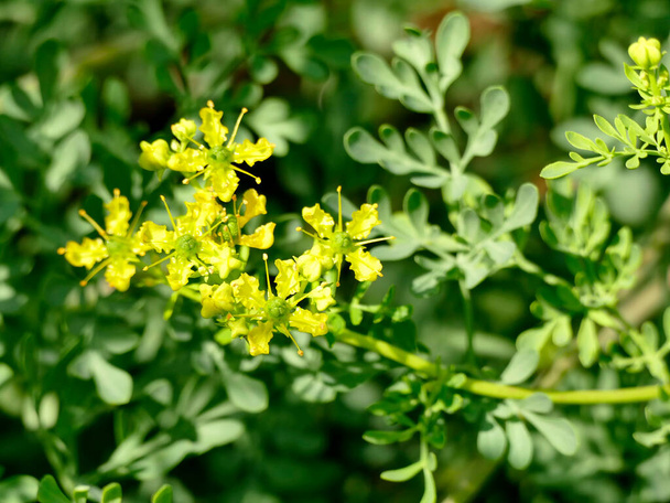 βότανο της χάρης, φαρμακευτικό φυτό με λουλούδι - Φωτογραφία, εικόνα
