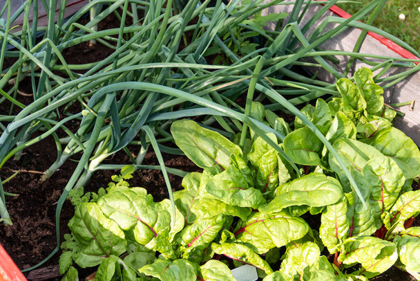 divers légumes et herbes dans un lit dans un jardin - Photo, image