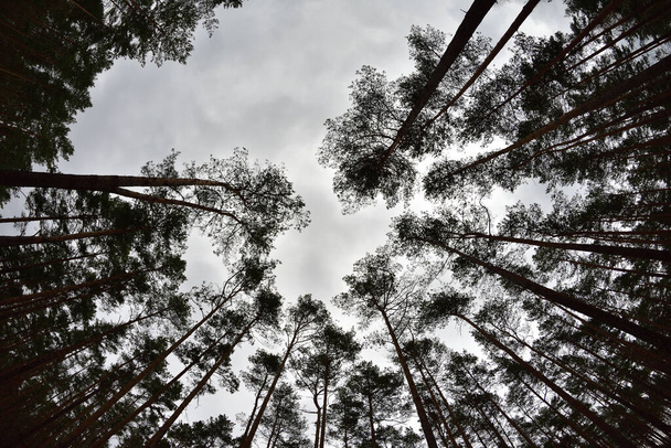 Corona de árboles en el bosque sobre el telón de fondo de un cielo nublado. Primavera
. - Foto, imagen