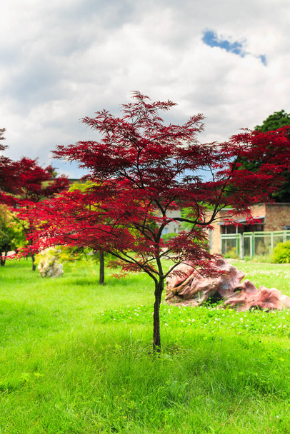 赤い葉を持つ美しい木。赤いカエデの木。植物園。公園内の美しい木. - 写真・画像