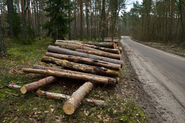 Ağaç gövdeleri kesilip istiflenmiş ve ormandan sanayiye taşınmak için hazırlanmış. Orman. - Fotoğraf, Görsel