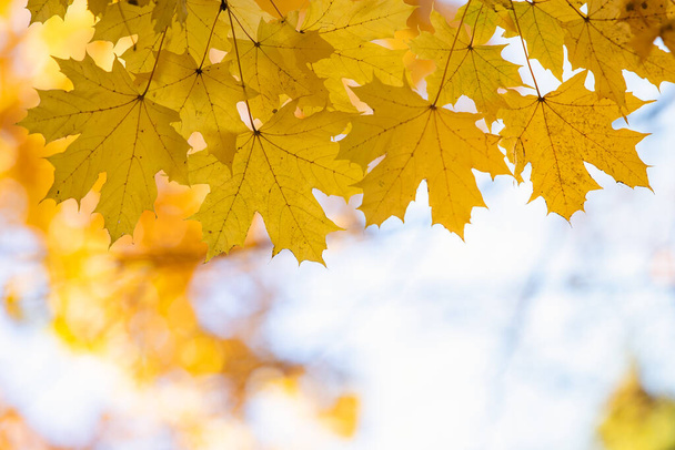 Close-up van heldere gele en rode esdoorn bladeren op boom takken met levendige wazige achtergrond in de herfst park. - Foto, afbeelding