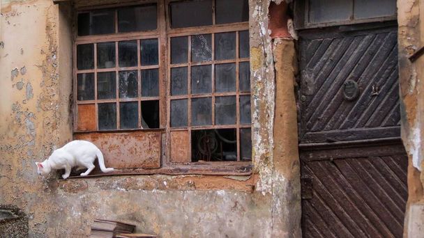 Білий кіт на старому вікні
 - Фото, зображення
