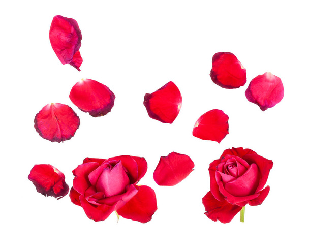 pétalas caídas e duas flores murchas de rosas vermelhas isoladas no fundo branco
 - Foto, Imagem