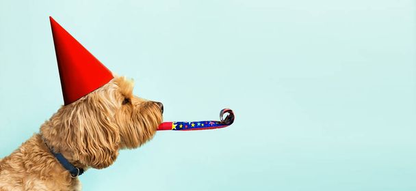 Cute dog celebrating with red pary hat and blow-out against a blue background and copy space to side - Photo, Image