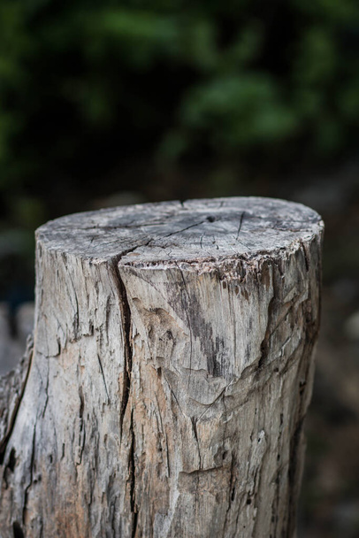 coupe transversale de l'arbre. fond en bois avec des fissures. Un vieux tronc d'arbre. souche d'arbre abattu - section du tronc avec anneaux annuels. - Photo, image
