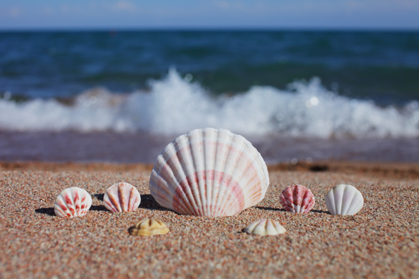 Kumsalda deniz kabukları. Dalgalı kumsal. Yaz tatili kavramı. Deniz kenarında tatiller. Yüksek kalite fotoğraf - Fotoğraf, Görsel