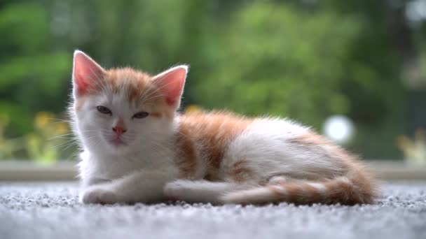 Mignon petit chat rouge dormant sur le sol en bois avec fenêtre sur fond. Jeune mignon petit chaton rouge. Chaton roux à poils longs jouer à la maison. Animaux domestiques drôles mignons. Animaux domestiques et jeunes chatons. Vidéo 4k - Séquence, vidéo