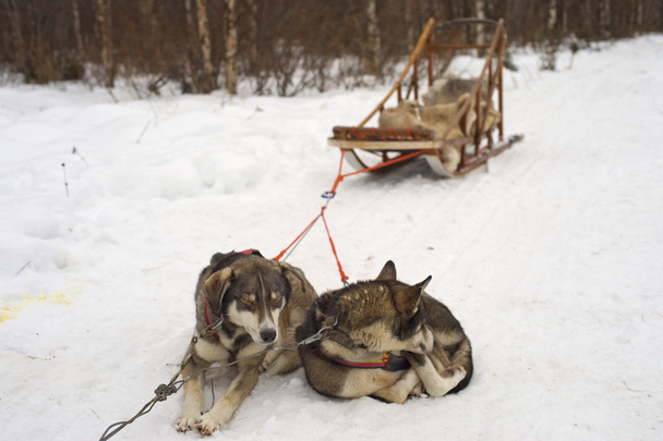 Rodelen met slede honden in lapland in de winter - Foto, afbeelding