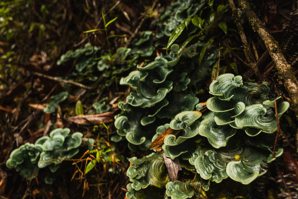 hongo verde de montaña en el bosque
 - Foto, imagen