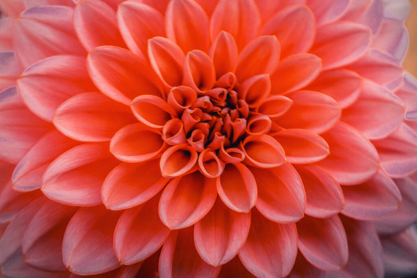 Defokussierte tiefe Korallen Dahlienblüten Makro, floralen abstrakten Hintergrund. Nahaufnahme der Blume Dahlie für Hintergrund, Weicher Fokus. - Foto, Bild