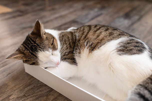 Háziállat fiatal macska alszik a dobozban - Fotó, kép