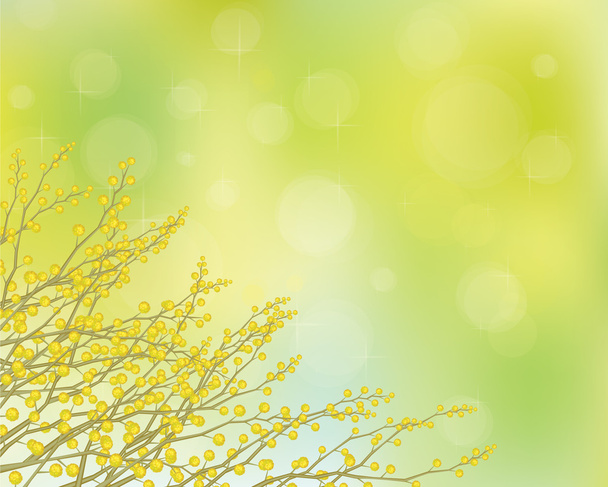 mimosa flowers on spring background. - Vector, Image